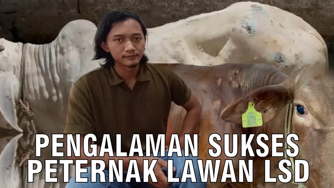 
                                 Peternak-Sembuhkan-Sapi-LSD